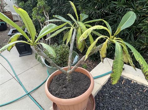 Strange Growth On My Plumeria Stem In The Plumeria Forum Garden Org