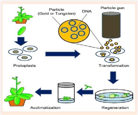 Genetically Modified Crops Process