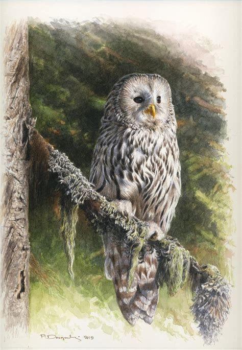 Ural owl watercolour