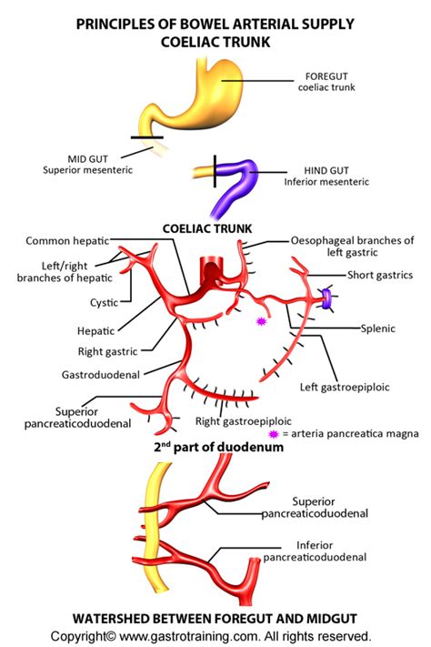 Gastroenterology Education and CPD for trainees and specialists ...