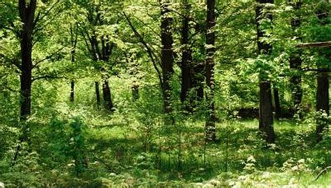 List of Biotic and Abiotic Factors in a Forest Ecosystem | Sciencing