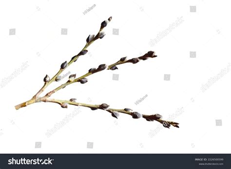 Pussy Willow Buds On White Background Stock Photo Shutterstock