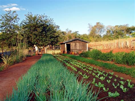 10 Passos Simples Para Iniciar Uma Horta Em Casa Horta Em Casa