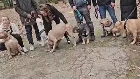 XL bully owners take dogs on a 'final freedom' protest walk ahead of ...