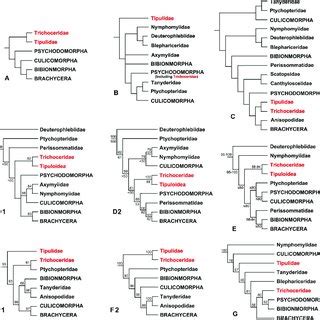 Pdf Transcriptomes Of Three Species Of Tipuloidea Diptera