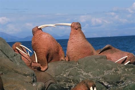 Fighting Walrus Photograph by Alissa Crandall - Pixels