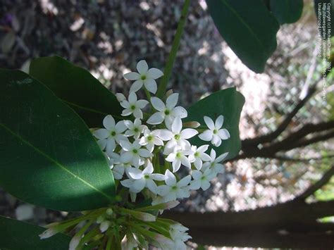 Plantfiles Pictures Acokanthera Species Bushman S Poison Acokanthera