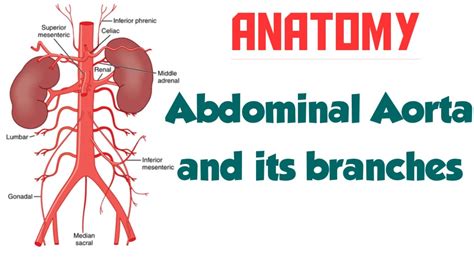 Abdominal Aorta And Its Branches