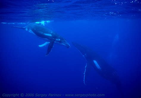 Humpback Whale Discover Fascinating Facts And Information