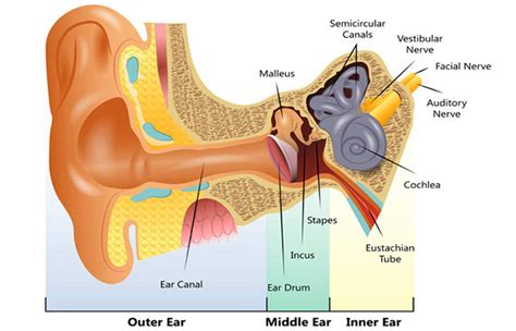 Nerve Deafness or Sensorineural Hearing Loss