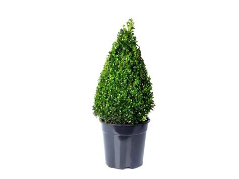 Bukszpan Wiecznie Zielony Buxus Sempervirens Pyramid Don Cm