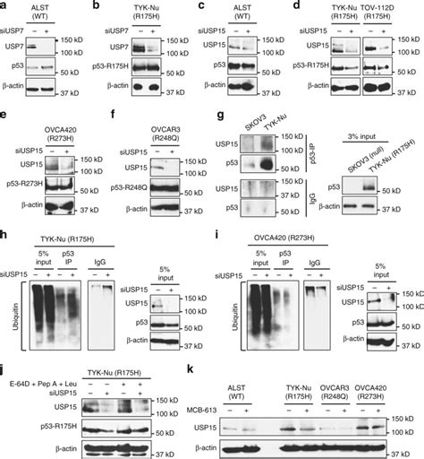 Usp Regulates P R H Levels In Ovarian Cancer Cells A B Effect