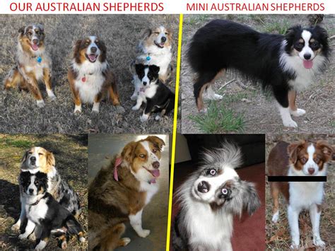 Mini Australian Shepherd Full Grown | [#] Lunawsome