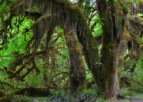 Olympic National Forest | Flickr Blog