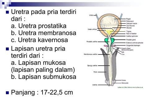 Anatomi Fisiologi Sistem Urinaria PPT