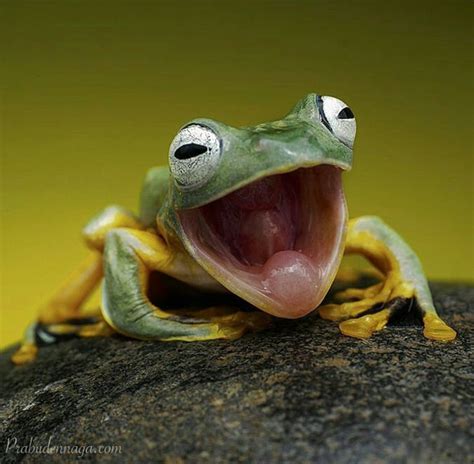 Real Life Kermit the Frog