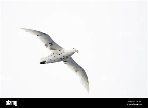 Southern Giant Petrel Macronectes Giganteus In Flight In A White Sky