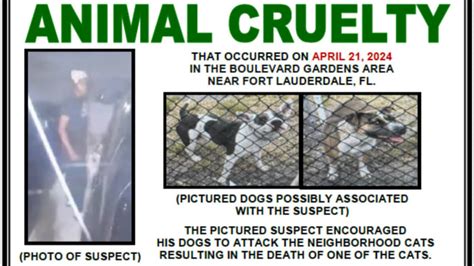 Broward Deputies Seek Animal Cruelty Suspect They Say Encouraged Dogs