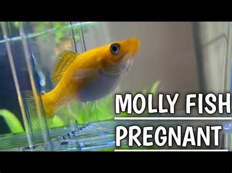 How To Know If Molly Fish Is Pregnant Pregnant Molly Fish Molly