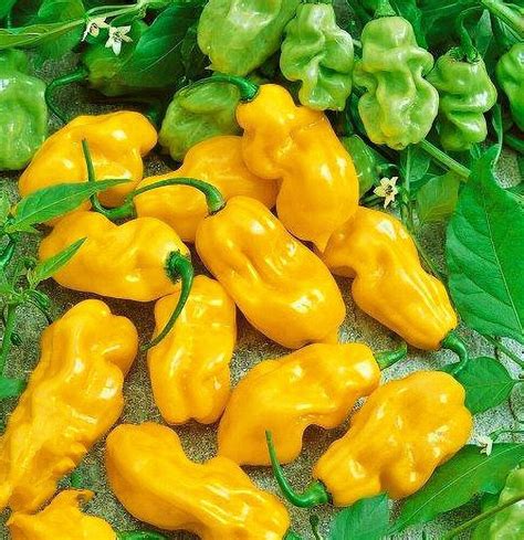 3 Pack Habanero Sweet Yellow Hot Pepper Seeds Non Gmo Heirloom