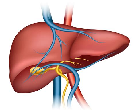 Stages Of Alcoholic Liver Disease - Dr Ram Chandra Soni