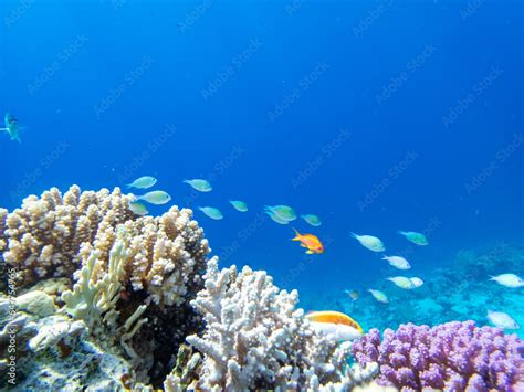 Unusually beautiful inhabitants of the coral reef of the Red Sea Stock Photo | Adobe Stock