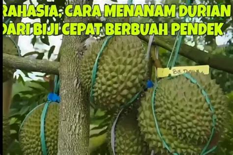 Bongkar Rahasia Cara Menanam Durian Dari Biji Cepat Berbuah Meski Pohon