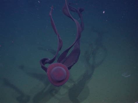 Giant Phantom Jellyfish Observed In Shallow Antarctic Waters