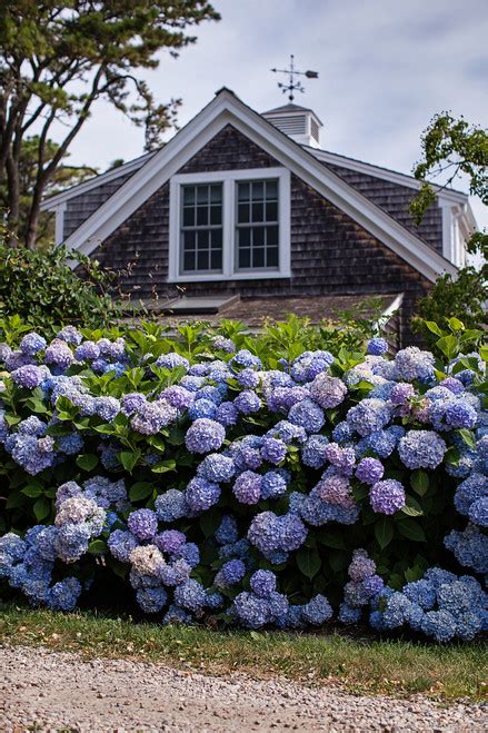 Endless Summer The Original Hydrangea