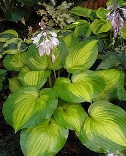 Хоста: фото сортов и описание | Paslen ru