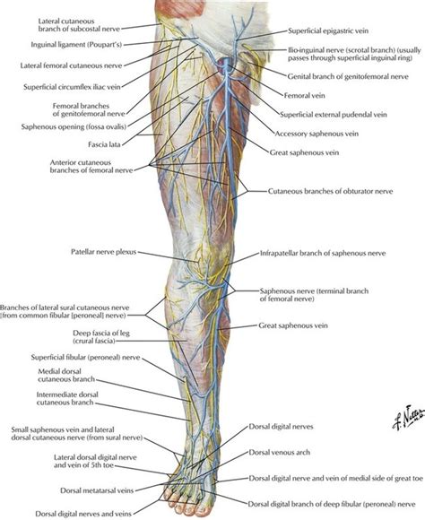 Arteries Of Lower Limb Anterior And Lateral View My Xxx Hot Girl The