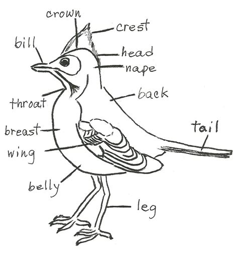 Bird Diagram Birding For Beginners Jakes Nature Blog Bird Facts