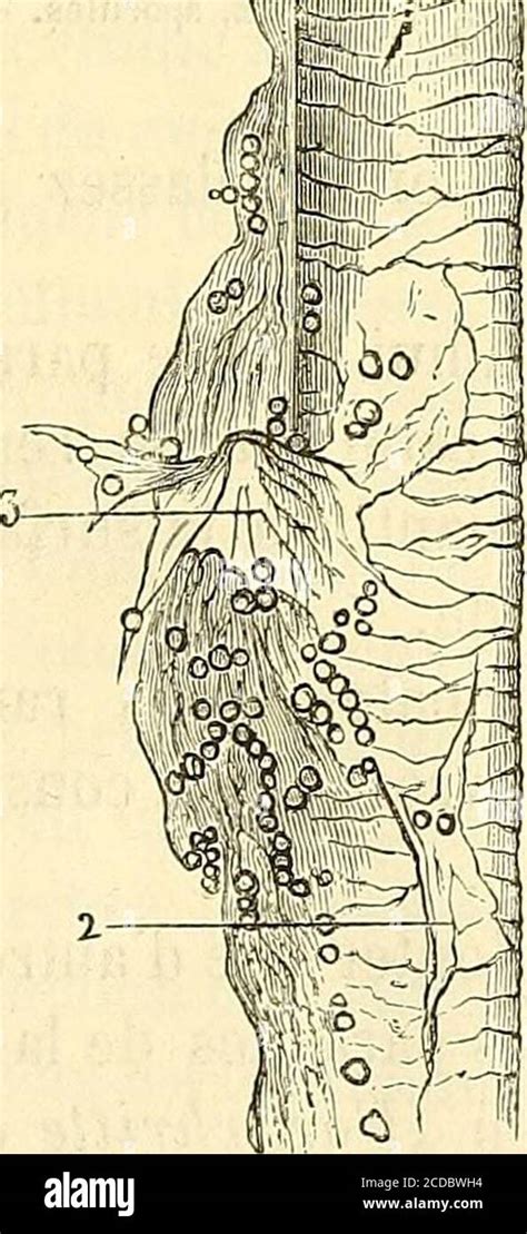 Manuel D Histologie Experimentale Fig Cellules Pidermiques