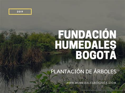 Plantaci N De Rboles By Humedales Bogot Issuu