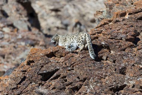 How a Mongolian Activist Is Helping Snow Leopards and Herders Coexist ...