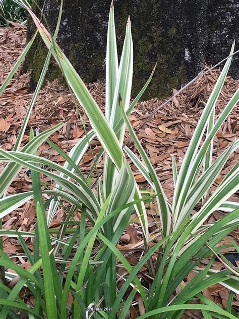 Photo Of The Entire Plant Of Variegated Flax Lily Dianella Tasmanica