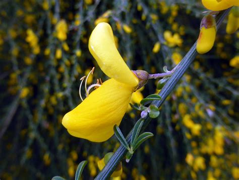 Cytisus scoparius L Link 1822 LEGUMINOSAE Sinónimos Flickr