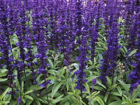 Mealy Cup Sage Salvia Farinacea Growing Guide