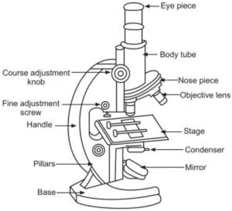 Microscope With All Parts Name