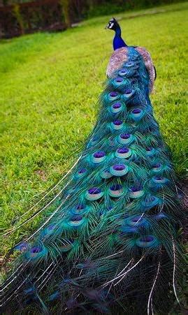 Indian Peacock 🦚 : r/peacocks