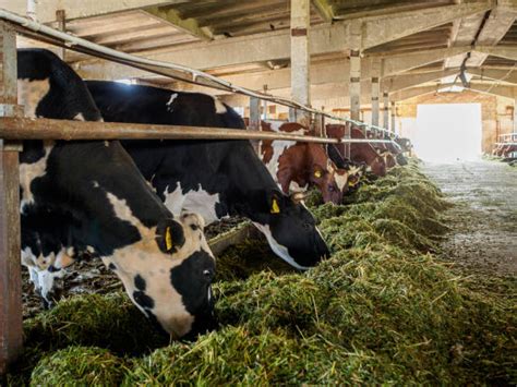 Silagem saiba o que é e para que serve NutriMosaic