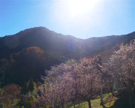 城峯公園・冬桜と紅葉のコラボレーション