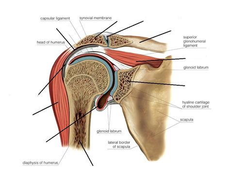 3. Coracoacromial arch - frontal view labeling Diagram | Quizlet