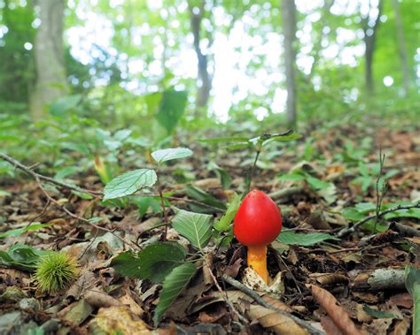 花鳥きのこ好きの素人メモ タマゴタケamanita Caesareoides テングタケ科テングタケ属