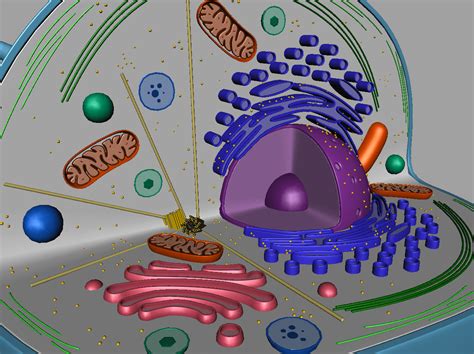 Animal Cell 3D Model - 3D Models World