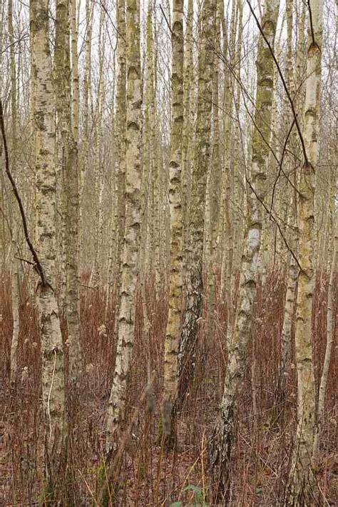 Betula Pubescens Samen Kaufen Moor Birke Saatgut Im Onlineshop Bestellen