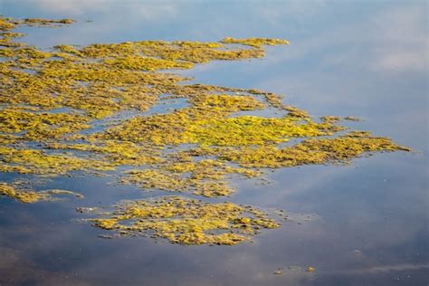 Premium Photo Slimy Green Floating Water Algae On The Pond Surface