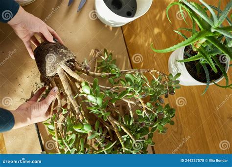 Mujer Trasplantando La Planta De Crassula A Una Nueva Olla En Casa Foto