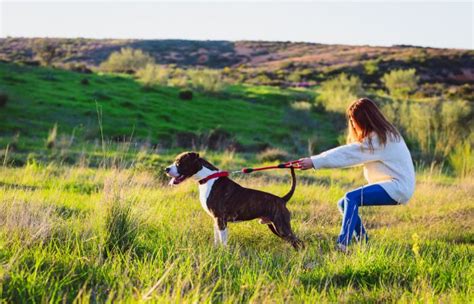 Come Insegnare Al Cane A Non Tirare Al Guinzaglio Silvia Desiderati