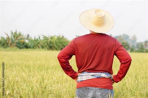 Back View Of Asian Man Farmer Stands At Paddy Field Wears Hat Red